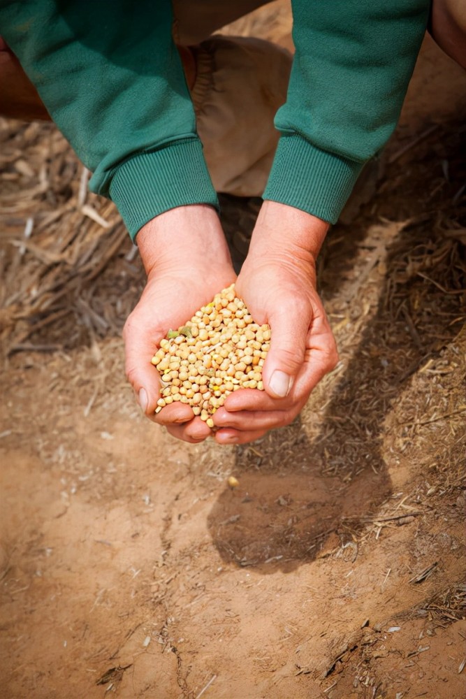 山東豆粕最新價格，科技驅動，生活品質升級啟程