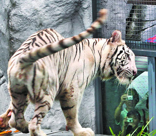 白老虎正版資料免費中,專業解讀方案實施_IQD50.747商務版