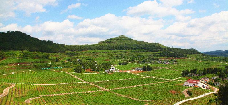 綠色經典精盛青稞酒 第562頁