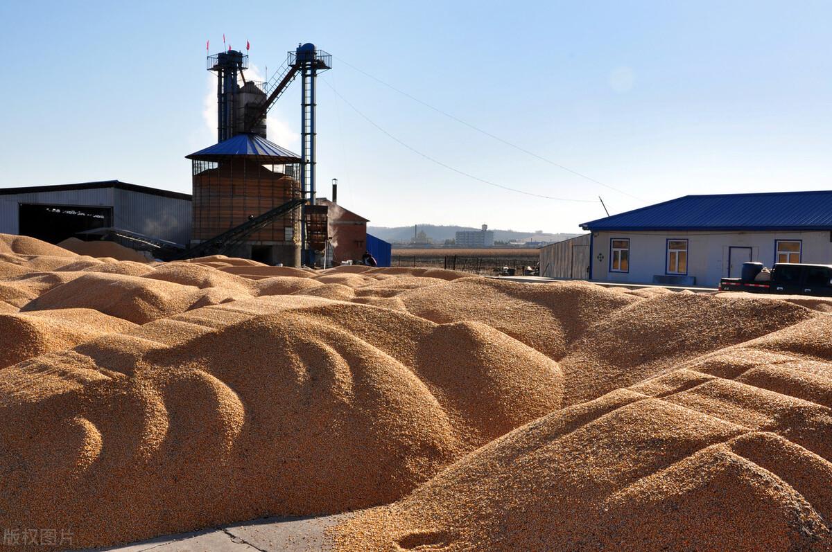 小麥市場最新動態解析，市場趨勢與行情分析