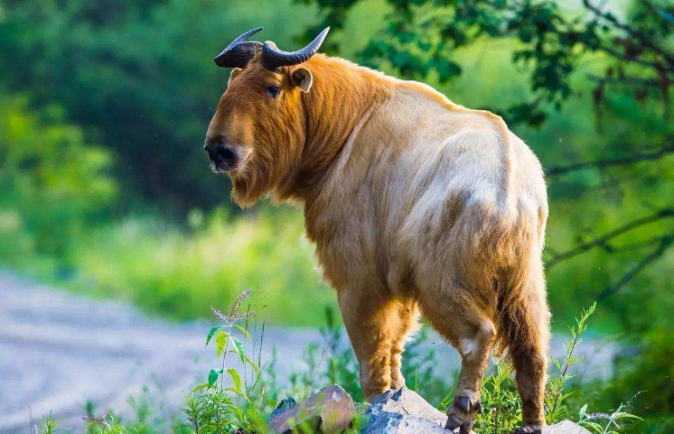 新奧2024四不像資料,實地驗證策略具體_MZG49.128品味版