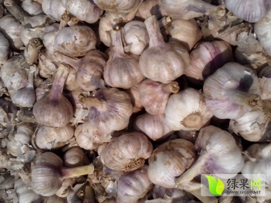 河南杞縣大蒜最新價格探析與動態更新通知