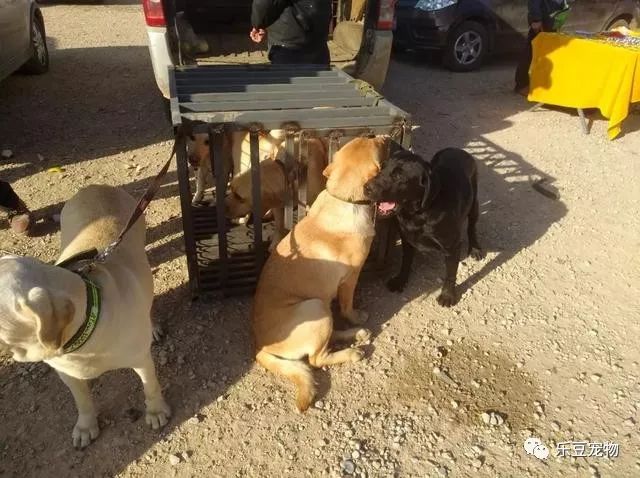 最新五紅土狗出售,溫馨小窩里的友情故事開啟