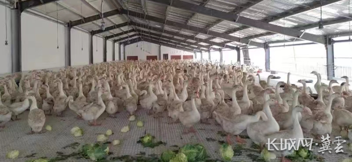 成鵝價格最新行情揭秘，小巷深處的鵝香探秘