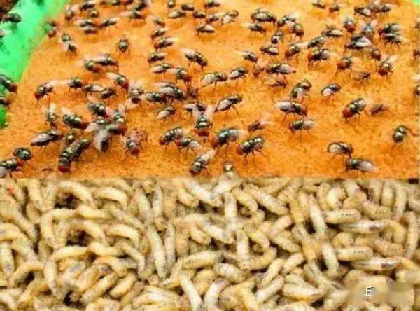 蠅蛆養殖最新視頻教程，一份全面的養殖步驟指南