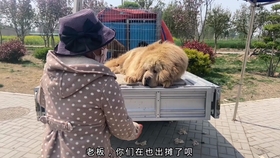 最新打豬犬出售,輕松探索自然美景之旅