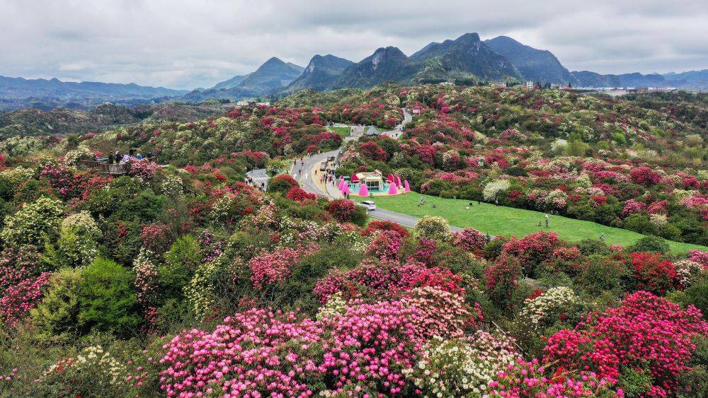 百里杜鵑最新消息更新，最新新聞報道匯總