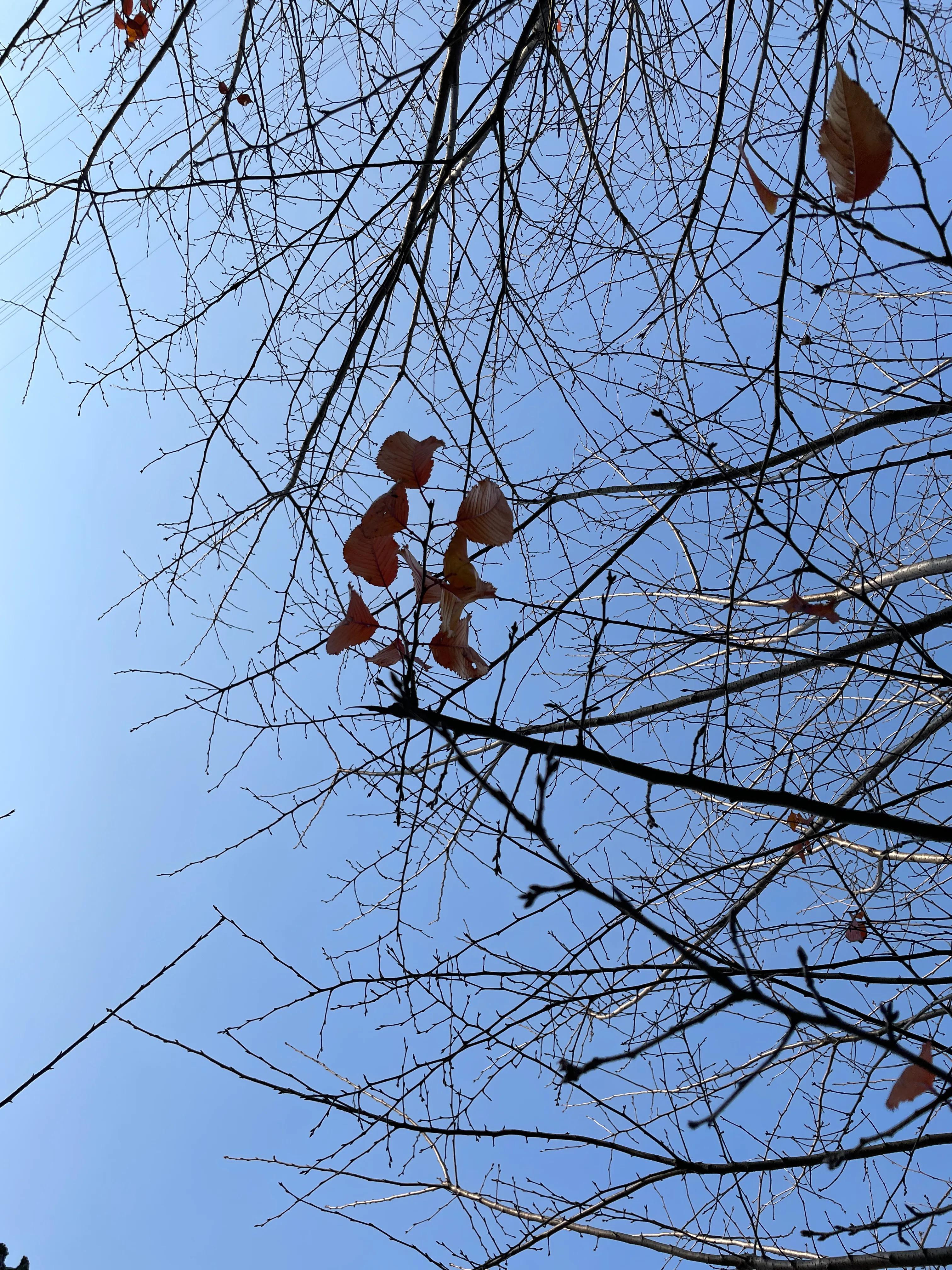 臺州植物園最新進度，綠意盎然的心靈之旅啟程之路