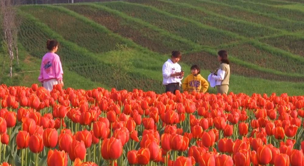 我的郁金香女友，浪漫任務與學習技能的指南