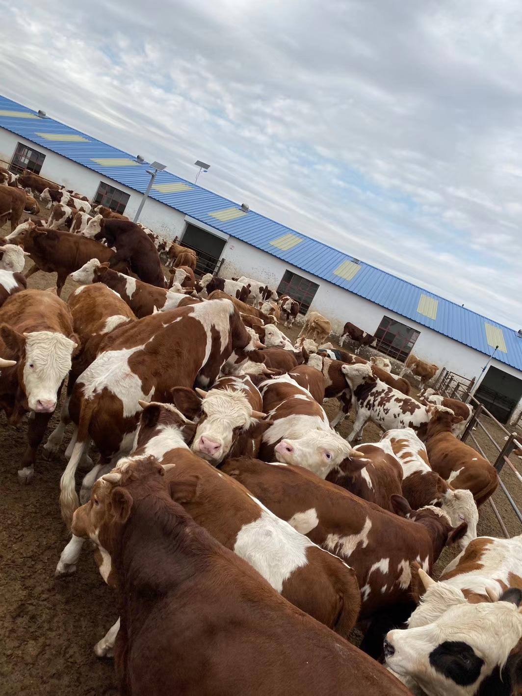 五A添盛坊青稞原漿 第515頁