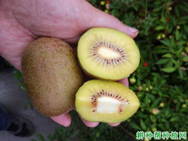 時代瑰寶，金紅50獼猴桃新品種揭秘
