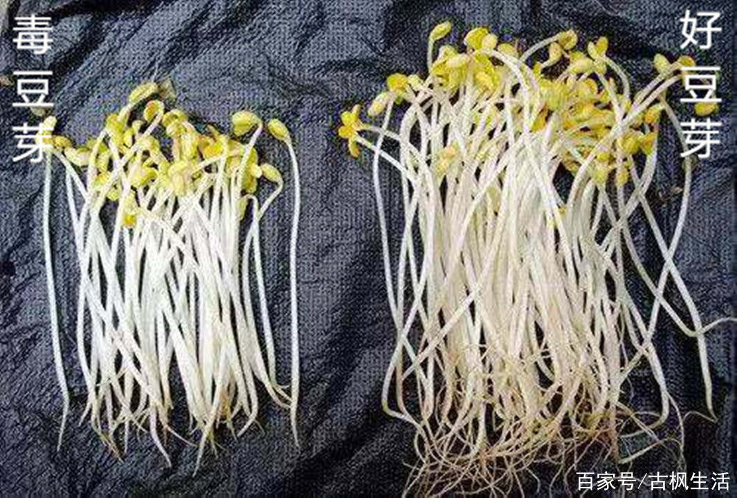 毒豆芽奇遇記，愛的紐帶與日常進展