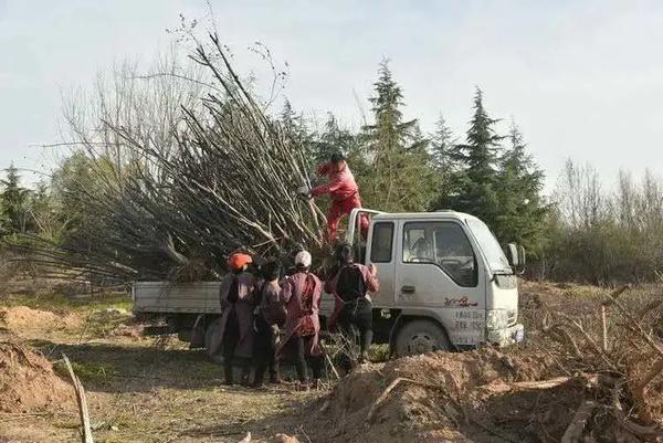 綠色經典精盛青稞酒 第481頁
