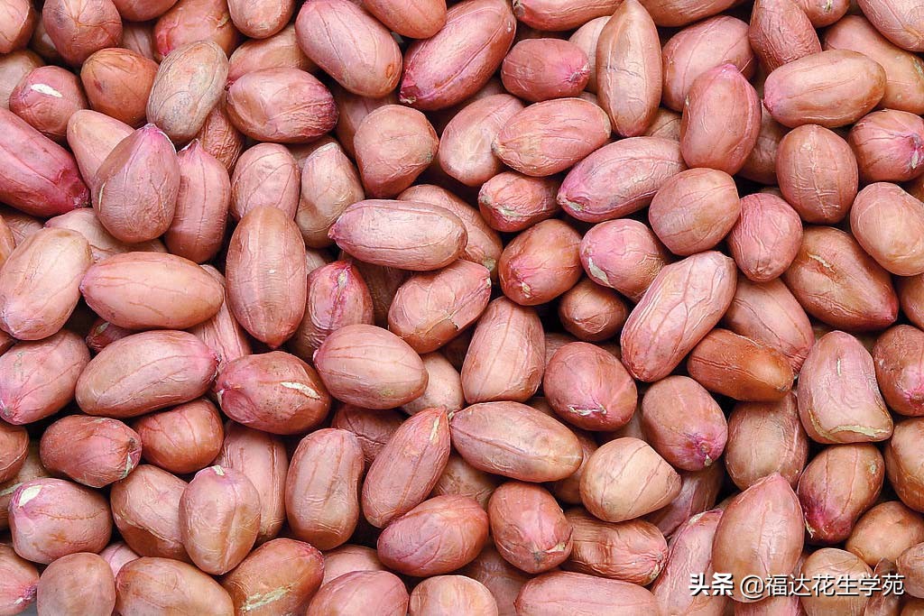 山東花生米最新收購(gòu)價(jià)信息及指南