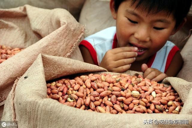 山東花生米最新收購(gòu)價(jià)信息及指南