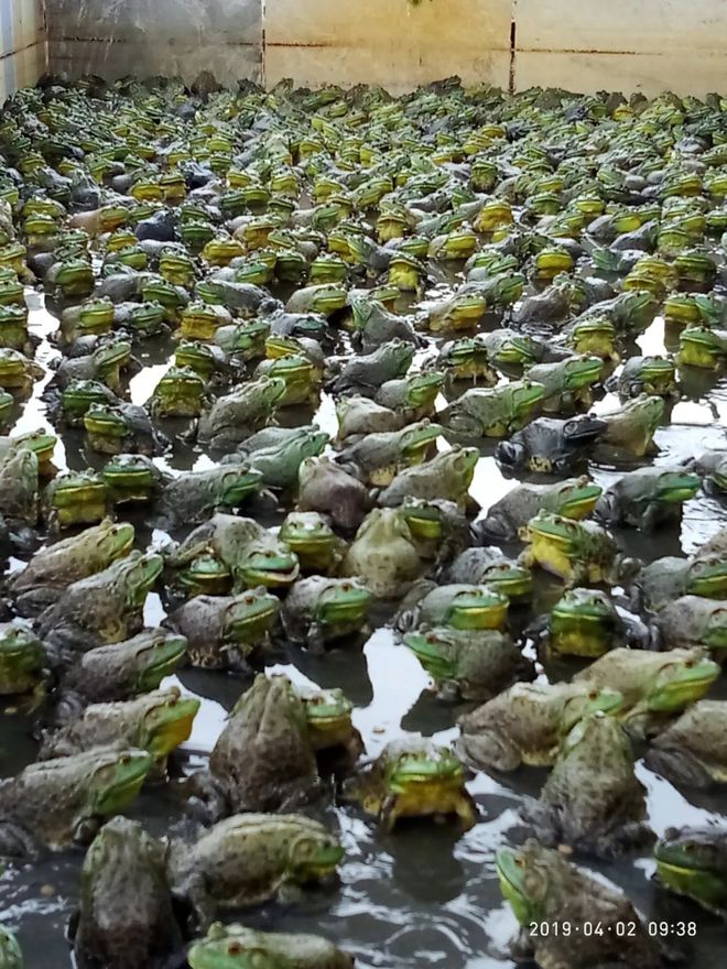 上海牛蛙最新批發價格,時代背景下的市場變遷與變遷分析