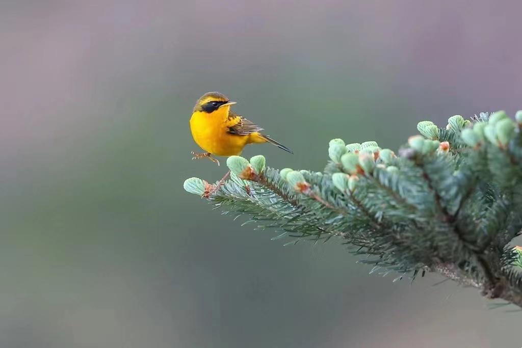 XM追啦最新版下載，溫馨追影日常體驗(yàn)