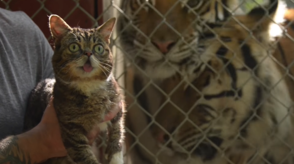 2024澳門白老虎正版資料,產(chǎn)業(yè)政策_ORS9.341人工智能版