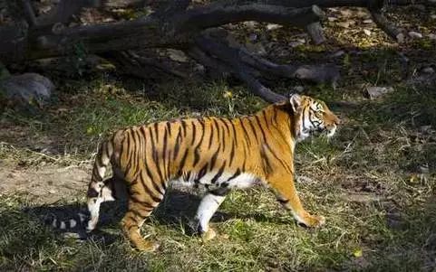 2024澳門白老虎正版資料,產(chǎn)業(yè)政策_(dá)ORS9.341人工智能版