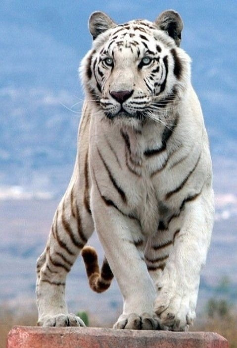 2024年白老虎免費公開,策略規劃_精致版36.704