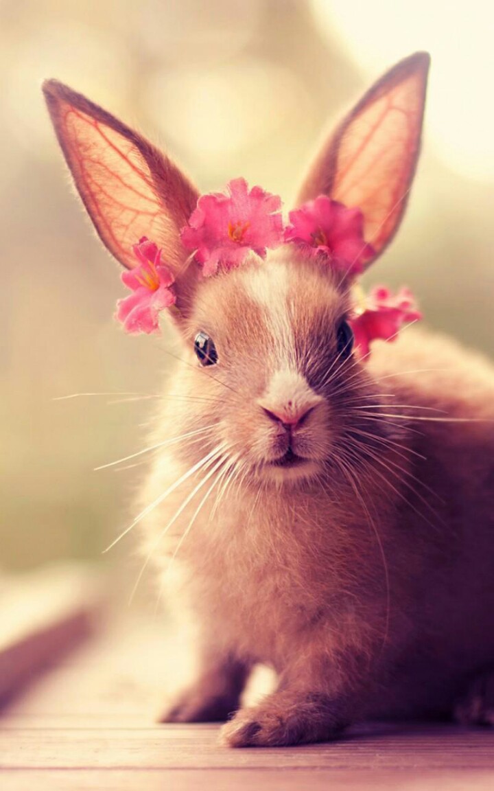 今天晚上澳門三肖兔羊蛇,精準分析實踐_時尚版2.454