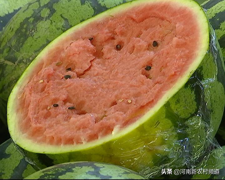 河南西瓜今日價格行情揭秘,一場綠色之旅探尋內心平靜