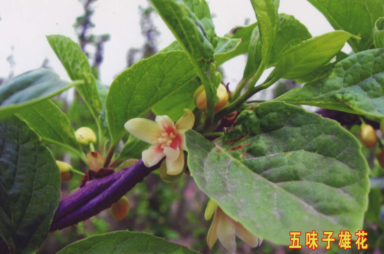 五子消最新版，科技新星重塑生活體驗之旅