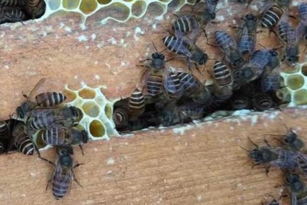 養殖中蜂最新技術視頻，與自然美景的親密之旅，探尋內心平靜與喜悅的養蜂之道