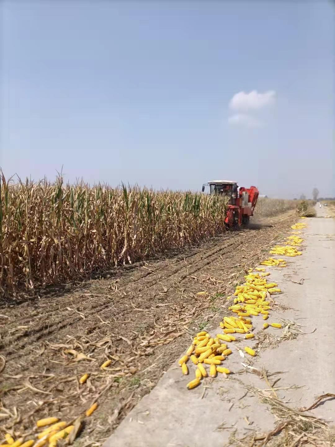 244最新網帶你探索隱藏小巷寶藏，特色小店獨家探訪