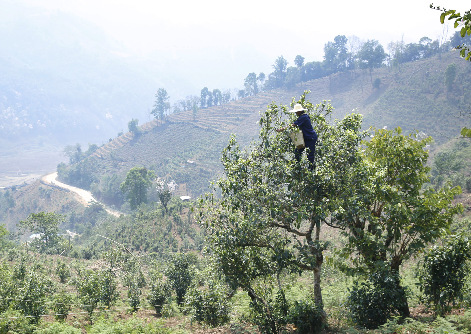 云南普洱，一壺茶，情深意濃的邂逅