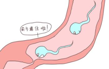 小巷中的獨(dú)特風(fēng)味探索記，探尋無精最新資訊與體驗(yàn)