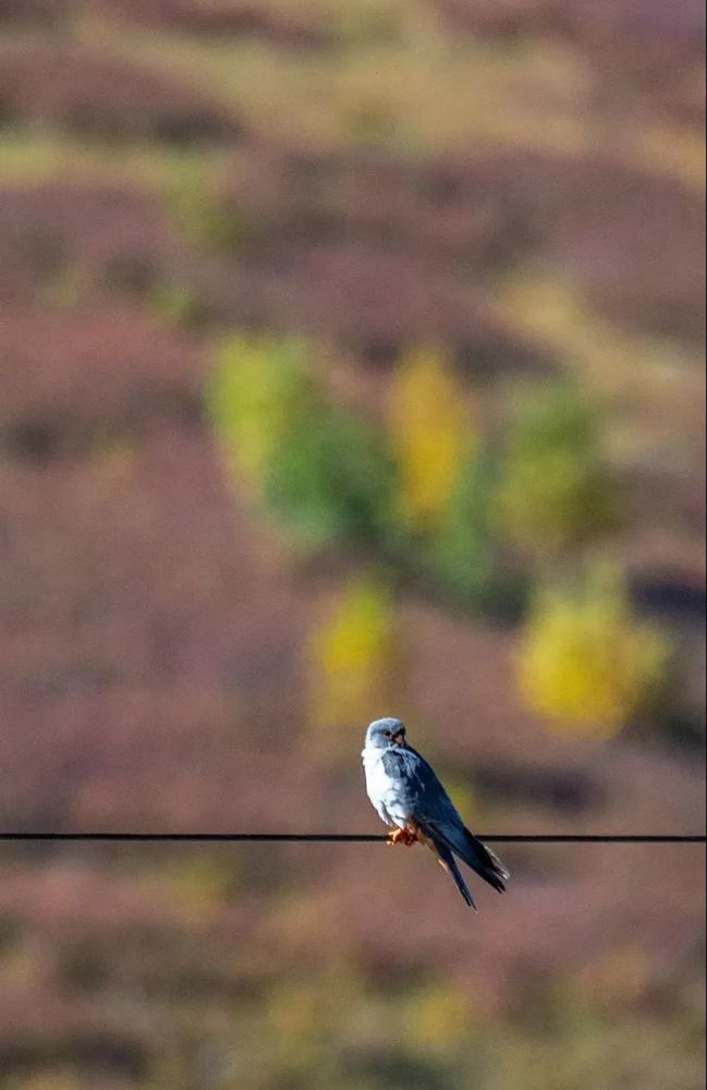 高科技產品革新之作,烏鴉熱最新重塑未來生活體驗