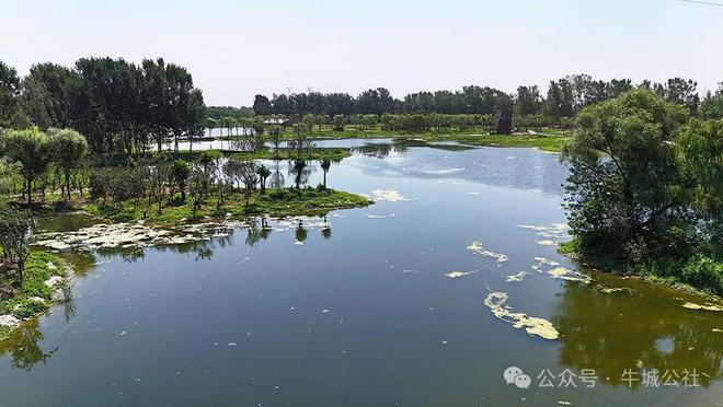 邢臺生態新貌揭秘，巷弄深處的綠色秘密