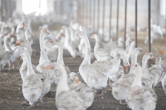 智能鵝引領未來，最新鵝報價揭示科技重塑生活的力量