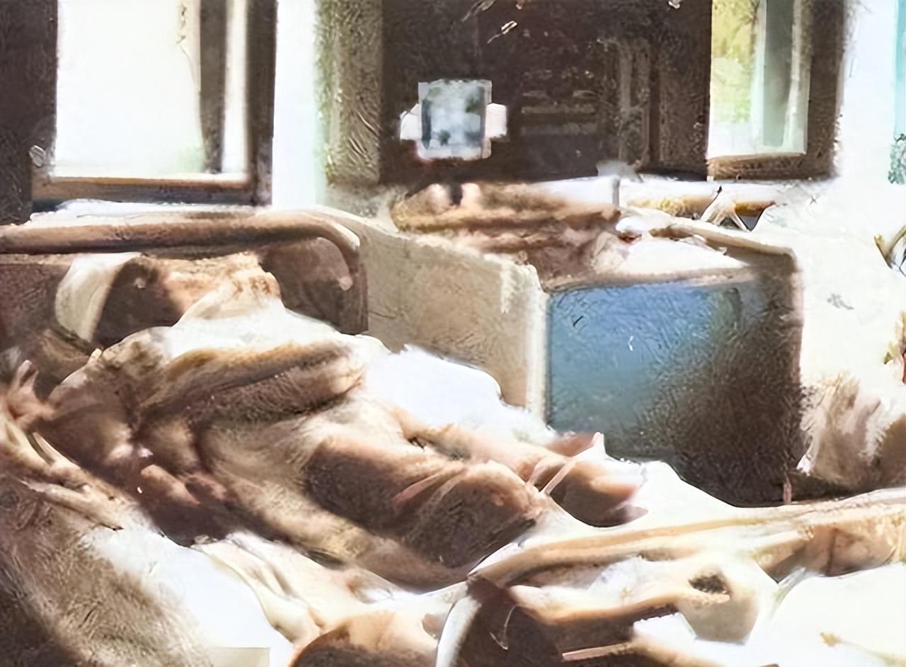 日本最新恐怖,背景、事件及其地位揭秘