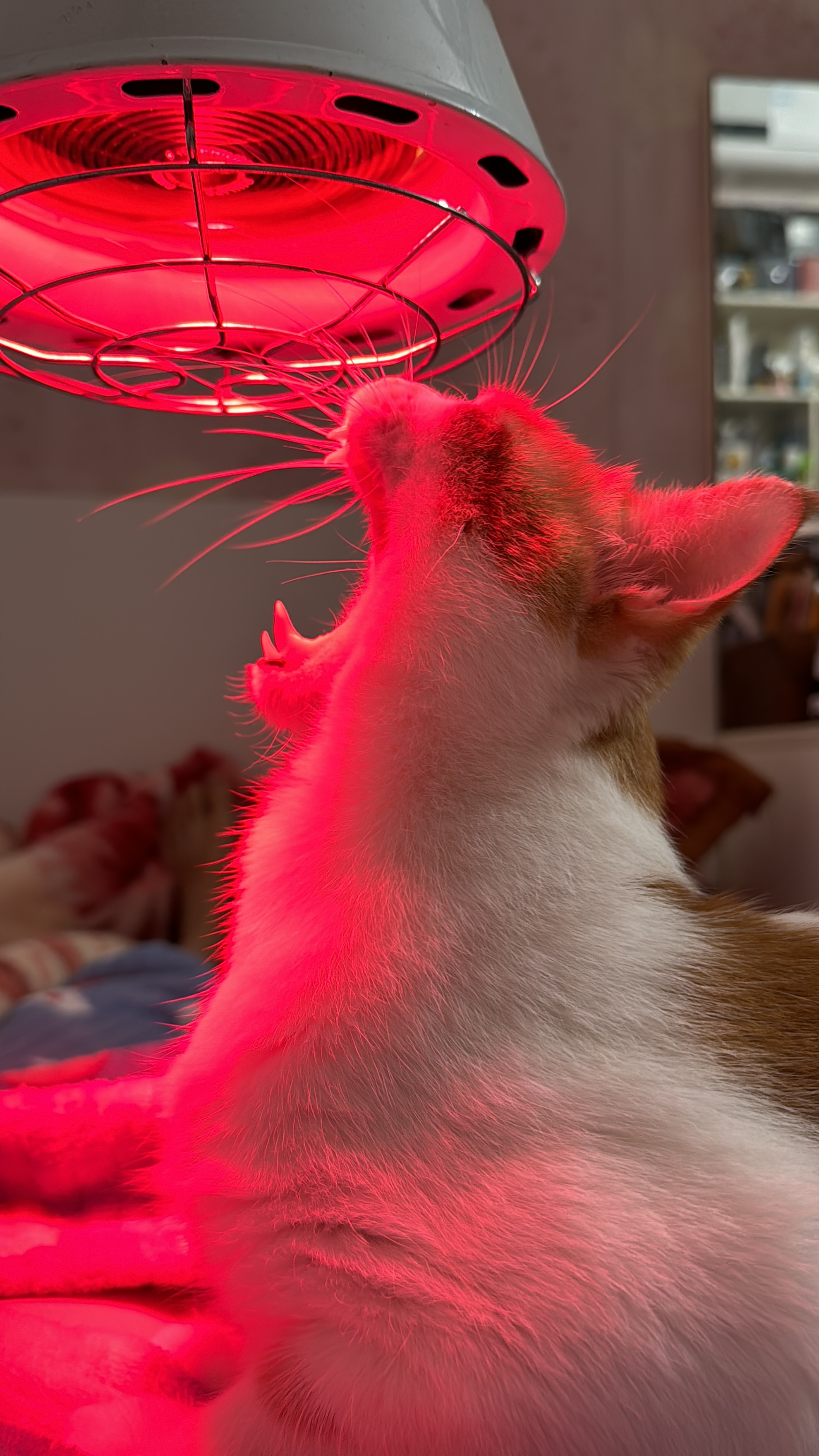 最新紅貓深度解析,背景、事件與地位探討