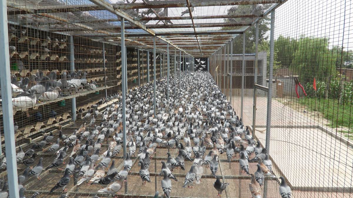 最新公棚，友情與歡樂的溫馨家園