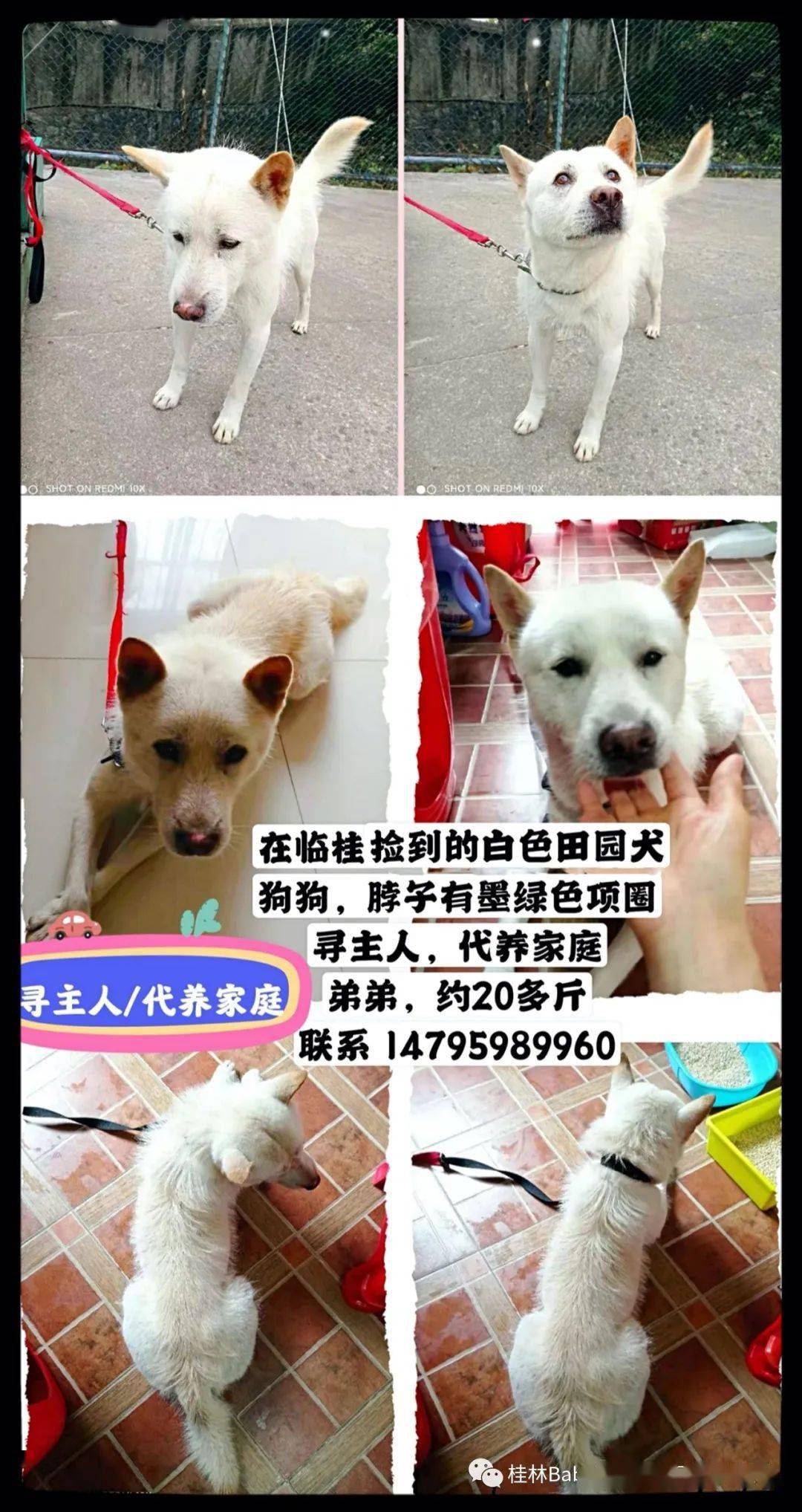 小巷深處的獨特尋寵之旅，最新尋狗動態更新