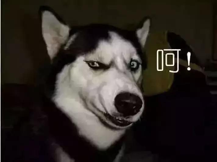 深度探討韓劇狗的最新魅力與爭議焦點