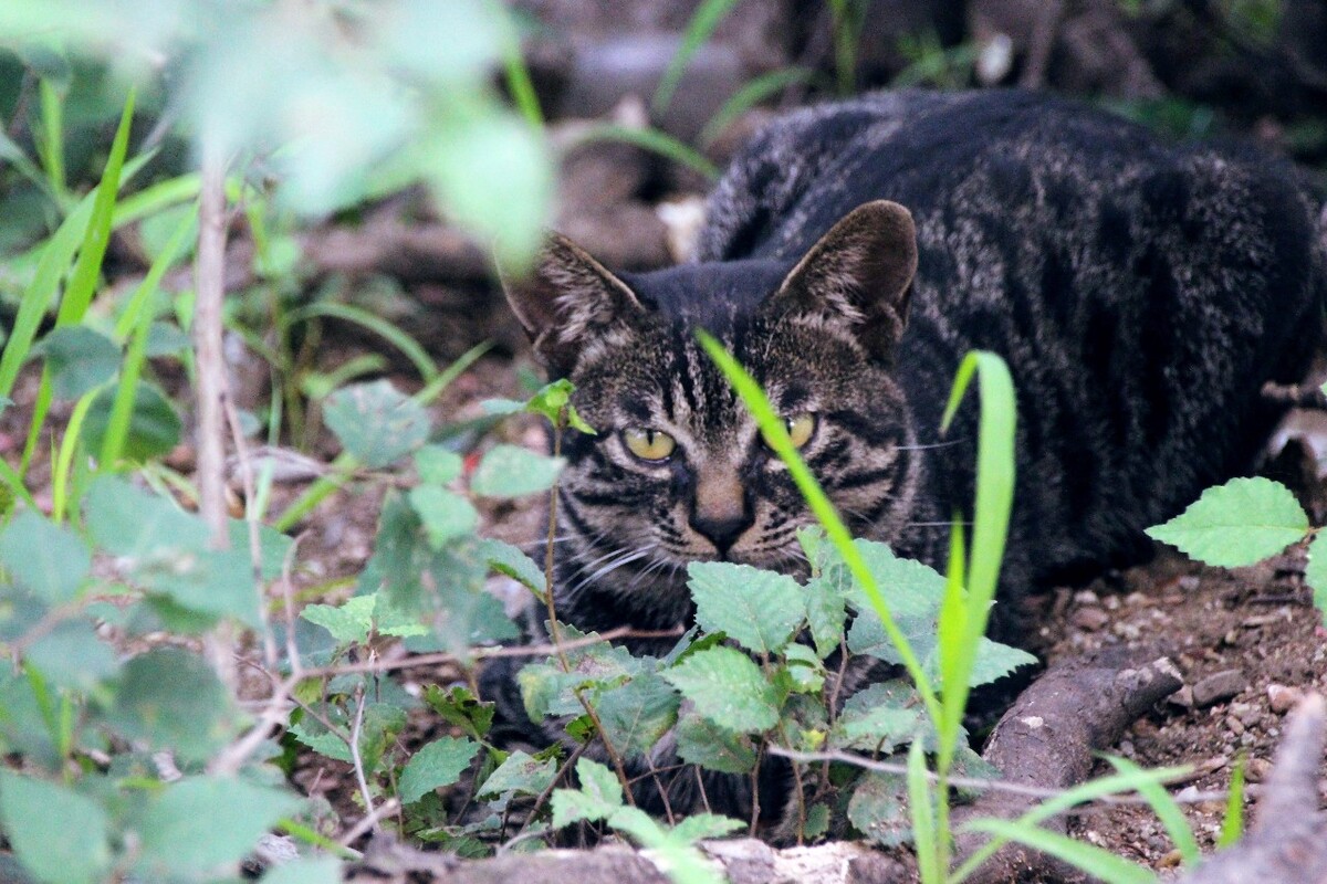 巷弄間的獨特小店，最新小野貓探秘