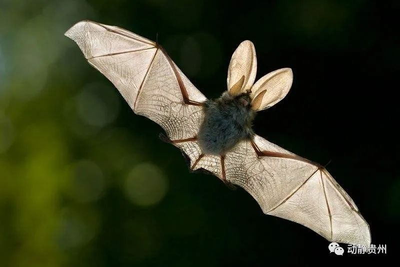 最新疫情下的蝙蝠，背景、事件與影響探究