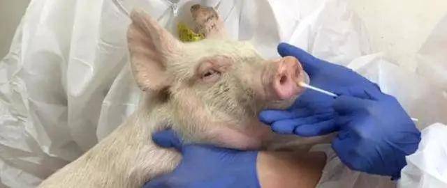 最新型流行病及其觀點論述解析