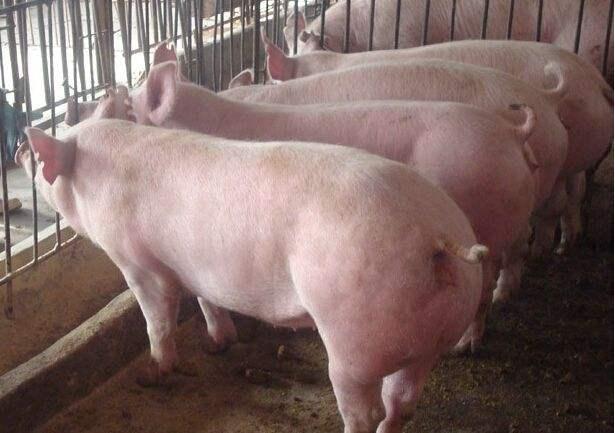 最新豬價(jià)行情今日解析,市場(chǎng)波動(dòng)背后的多元解讀