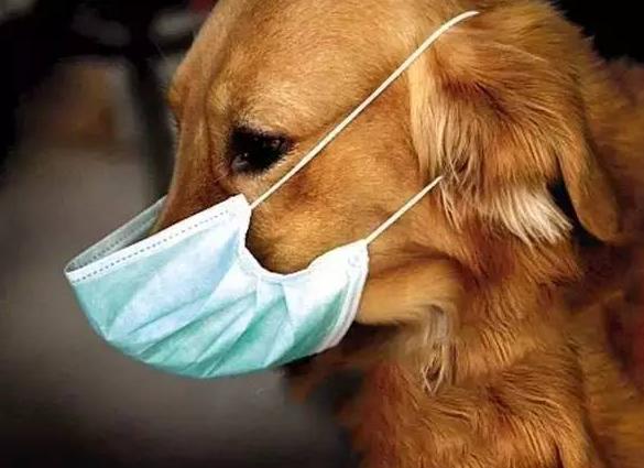 河南新冠病毒最新動態(tài)及防護步驟指南