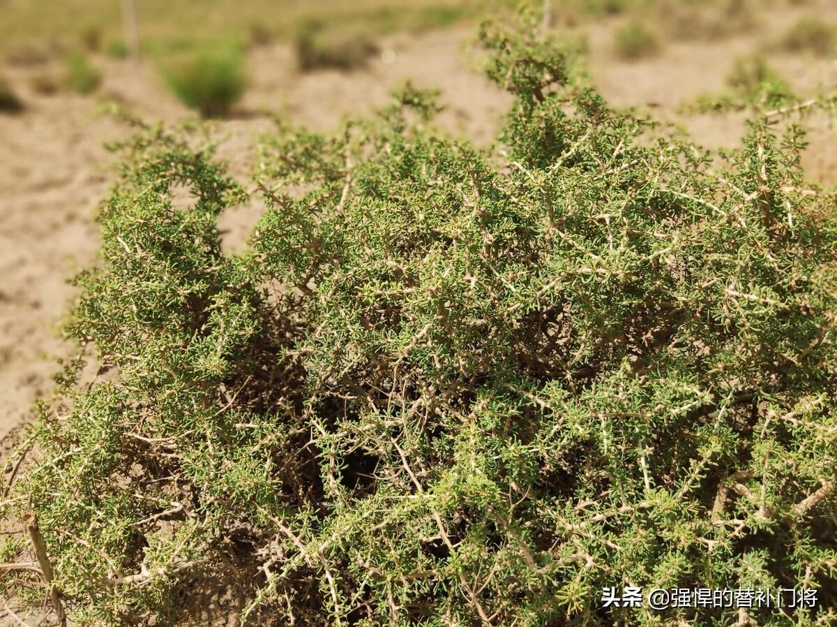 今日螞蟻莊園答案最新冠,自然美景之旅,探尋內(nèi)心平靜之旅