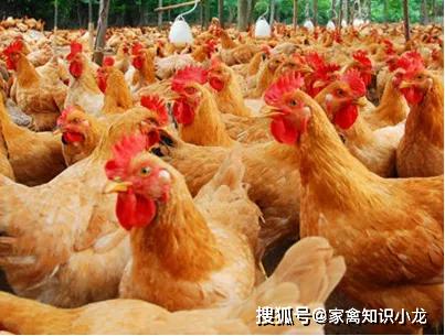 毛雞產業最新動態,現狀與發展前景的深入探討