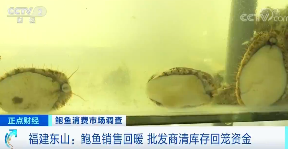 福建鮑魚行情探秘，小巷中的鮑魚奇緣