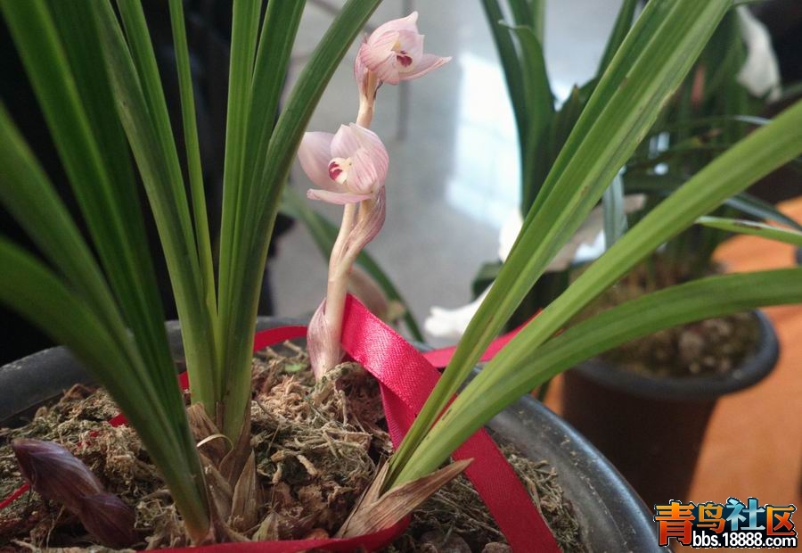 蘭花荷最新價格及市場動態(tài)，珍稀花卉的價值探究