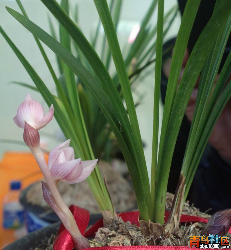 蘭花荷最新價格及市場動態,珍稀花卉的價值探究