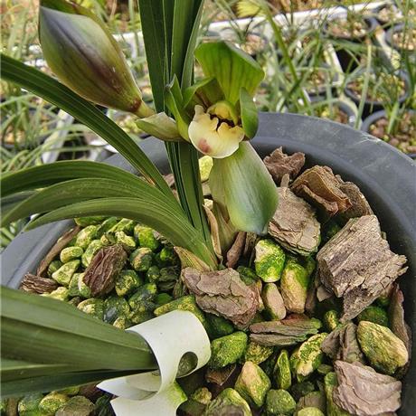 蘭花荷最新價格及市場動態,珍稀花卉的價值探究